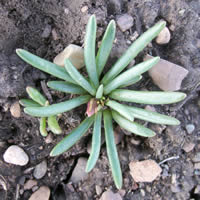 Lewisia rediviva